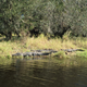 Illustration for article titled Scenes from Myakka River State Park